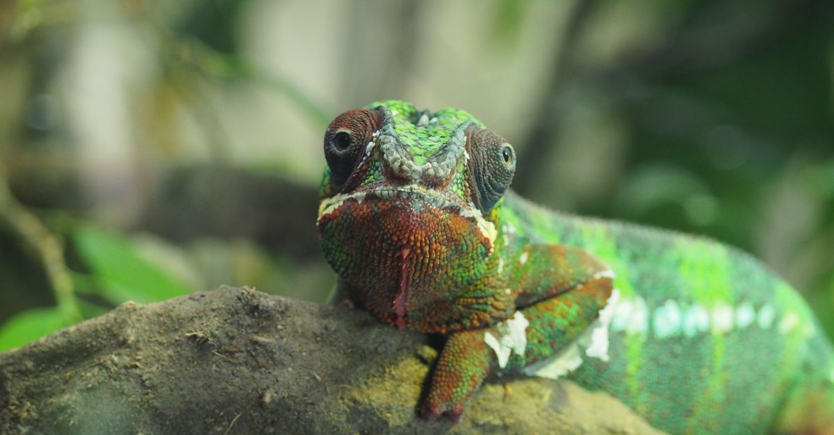 découvrez tout sur l'adaptation, un processus clé pour s'ajuster aux changements et évoluer dans divers environnements.