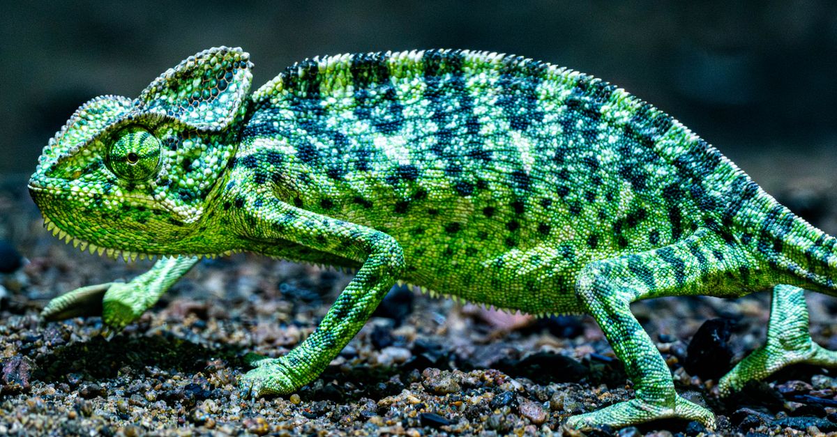 découvrez tout sur l'adaptation, un processus essentiel qui permet aux êtres vivants de s'ajuster à leur environnement pour survivre et évoluer.
