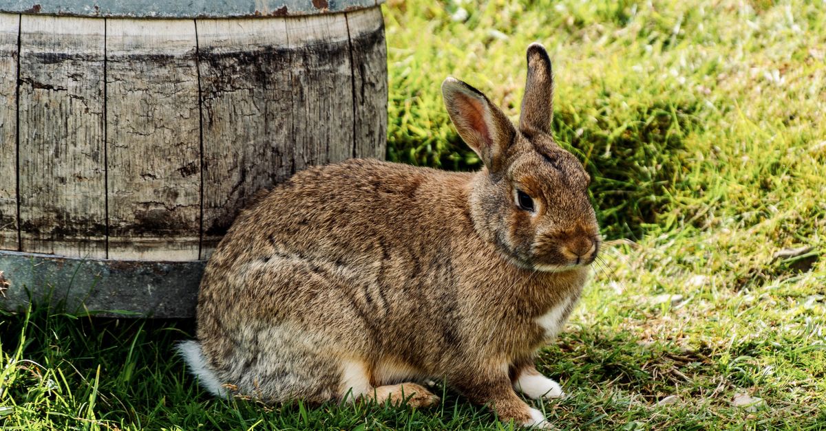 découvrez tout sur hop : définition, utilisations et bienfaits. plongez dans l'univers de cette plante aromatique incontournable.