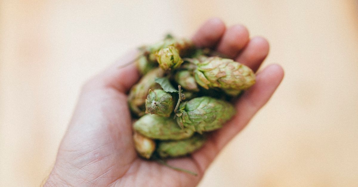 découvrez tout sur le hop, un ingrédient essentiel dans la fabrication de la bière, apportant arômes et amertume uniques.
