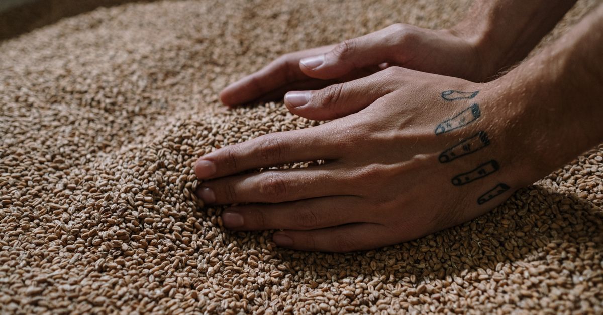 découvrez tout sur le malt, un ingrédient clé utilisé en brasserie et en gastronomie, apportant saveur et richesse à vos préparations.