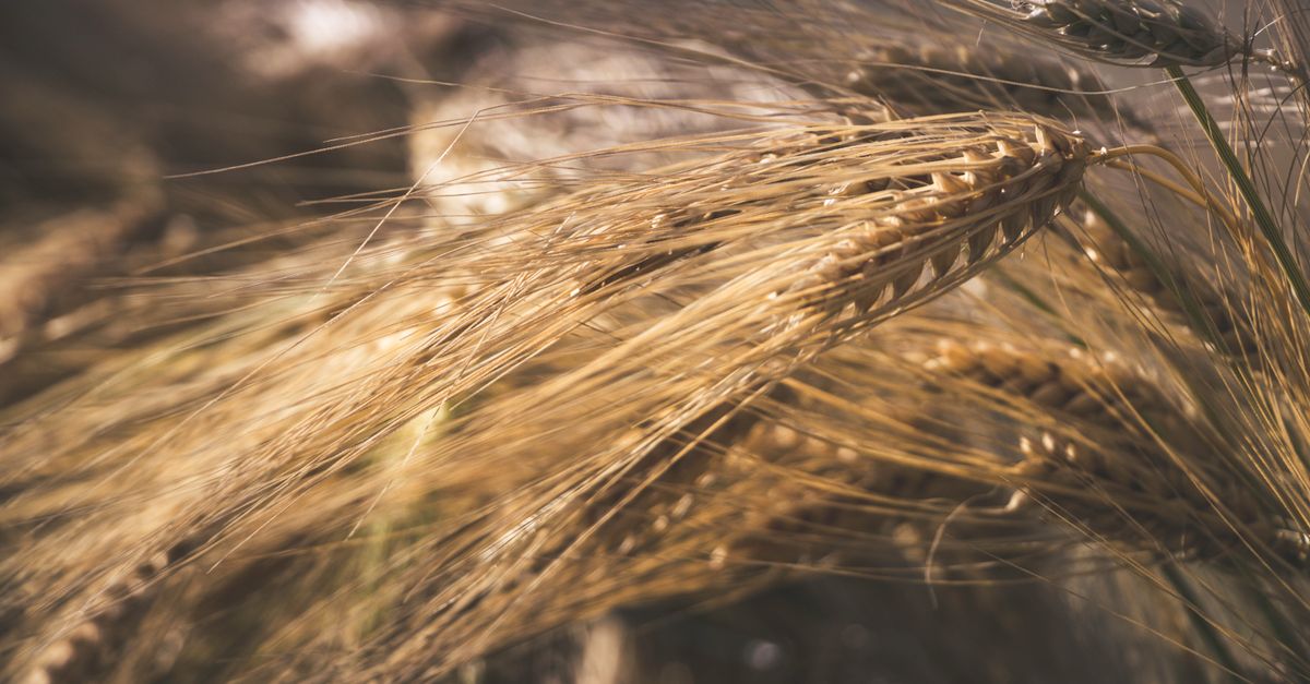 découvrez tout sur le malt : définition, utilisation dans la fabrication de la bière, types de malt et son importance dans le goût des boissons maltées.