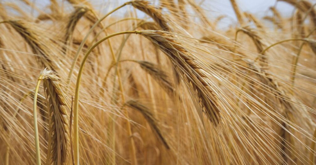 découvrez tout sur l'orge : ses bienfaits, utilisations culinaires et son rôle en agriculture.