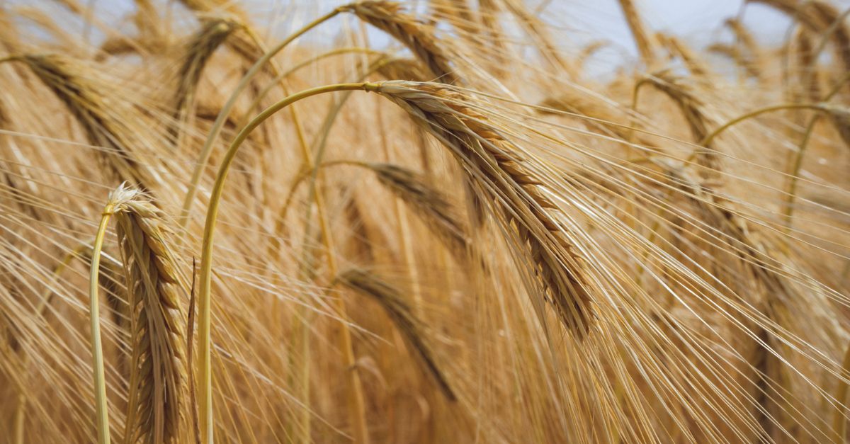 découvrez tout sur l'orge : ses bienfaits, utilisations culinaires et son rôle en agriculture.