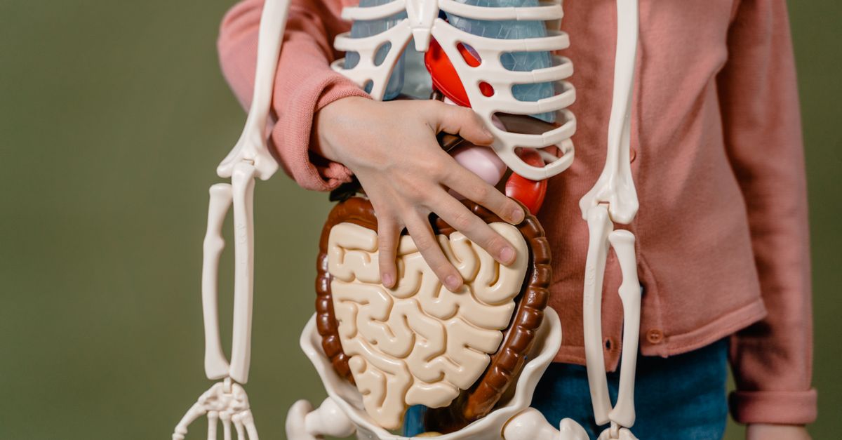 découvrez des conseils et informations essentiels pour une digestion saine et efficace, afin d'améliorer votre bien-être au quotidien.