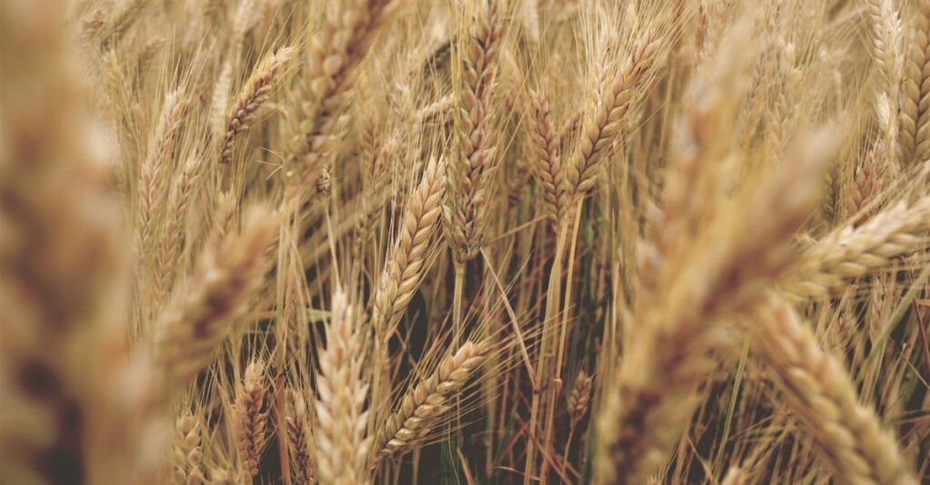 découvrez tout sur le gluten : qu'est-ce que c'est, ses effets sur la santé, les aliments concernés et les alternatives sans gluten.